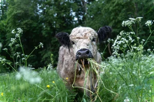Grass-Fed Tallow