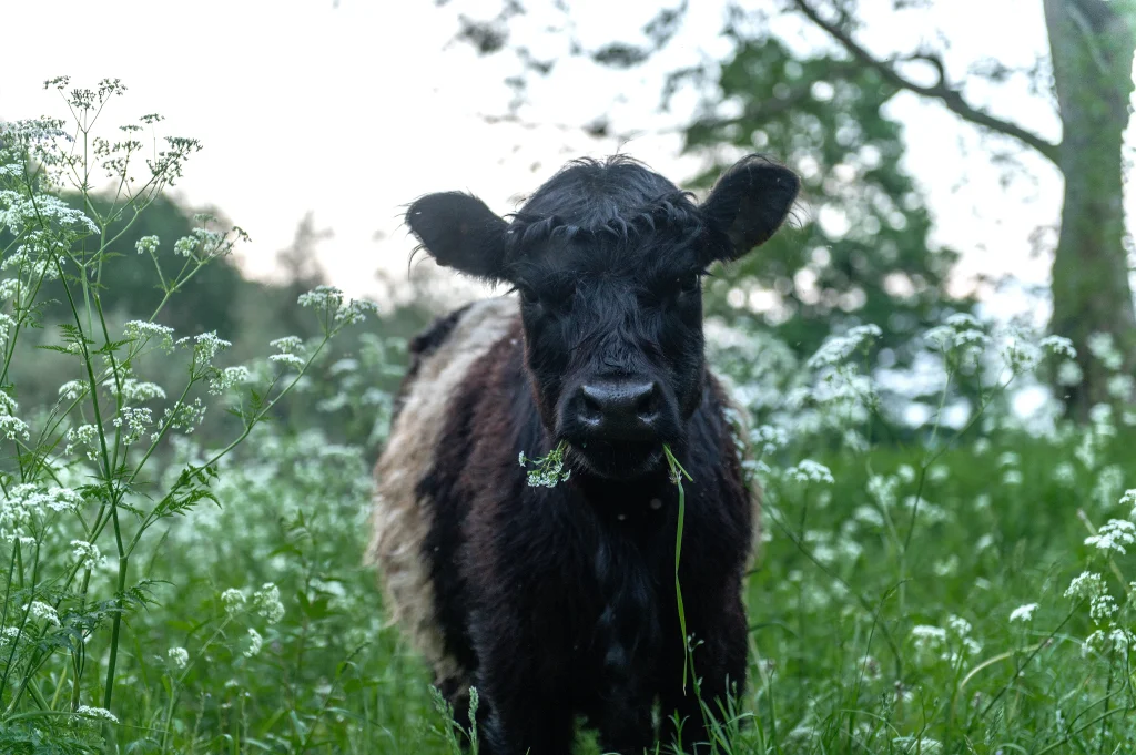 Wild Cows Eating Grass Bristol Balms
