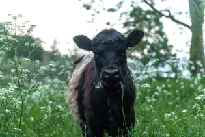 Wild Cows Eating Grass Bristol Balms
